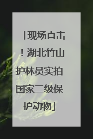 现场直击！湖北竹山护林员实拍国家二级保护动物