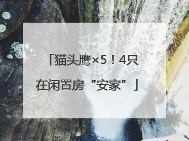 猫头鹰×5！4只在闲置房“安家”
