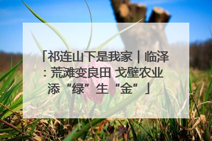 祁连山下是我家｜临泽：荒滩变良田 戈壁农业添“绿”生“金”
