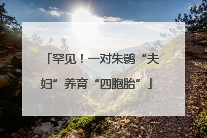 罕见！一对朱鹮“夫妇”养育“四胞胎”