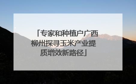 专家和种植户广西柳州探寻玉米产业提质增效新路径