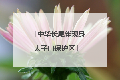 中华长尾雀现身太子山保护区