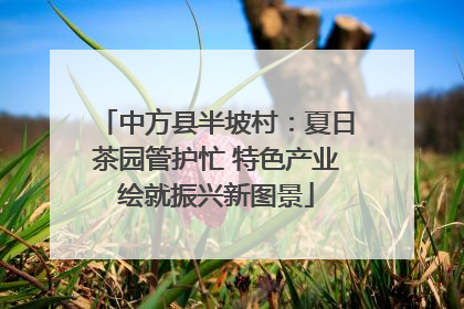 中方县半坡村：夏日茶园管护忙 特色产业绘就振兴新图景