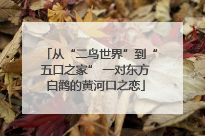 从“二鸟世界”到“五口之家” 一对东方白鹳的黄河口之恋