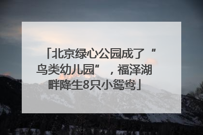 北京绿心公园成了“鸟类幼儿园”，福泽湖畔降生8只小鸳鸯