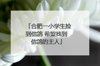 合肥一小学生捡到信鸽 希望找到信鸽的主人