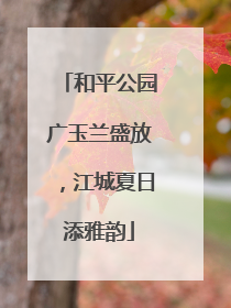 和平公园广玉兰盛放，江城夏日添雅韵