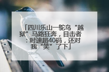 四川乐山一鸵鸟“越狱”马路狂奔，目击者：时速超40码，还对我“笑”了下
