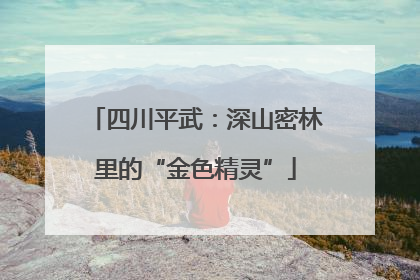 四川平武：深山密林里的“金色精灵”