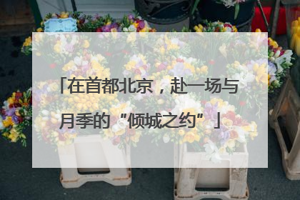 在首都北京，赴一场与月季的“倾城之约”