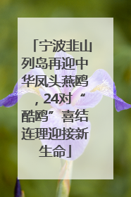 宁波韭山列岛再迎中华凤头燕鸥，24对“酷鸥”喜结连理迎接新生命