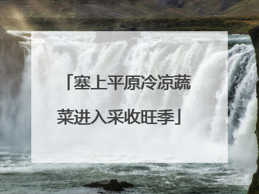 塞上平原冷凉蔬菜进入采收旺季