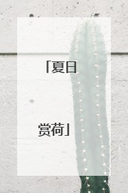夏日赏荷