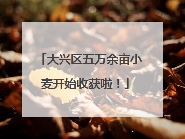 大兴区五万余亩小麦开始收获啦！
