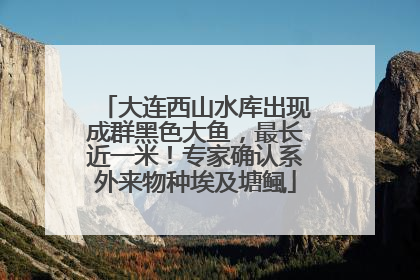 大连西山水库出现成群黑色大鱼，最长近一米！专家确认系外来物种埃及塘鲺