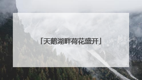 天鹅湖畔荷花盛开