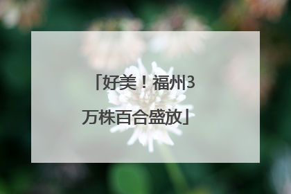 好美！福州3万株百合盛放