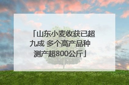 山东小麦收获已超九成 多个高产品种测产超800公斤