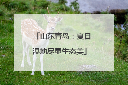 山东青岛：夏日湿地尽显生态美