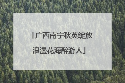 广西南宁秋英绽放 浪漫花海醉游人