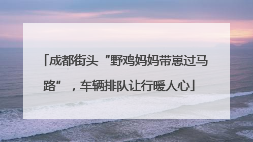成都街头“野鸡妈妈带崽过马路”，车辆排队让行暖人心