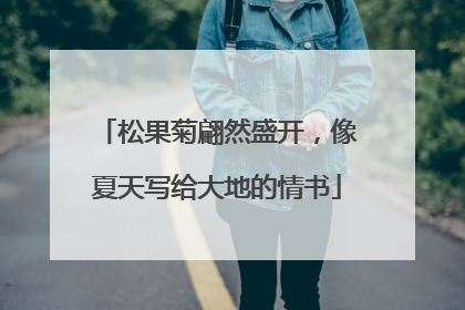 松果菊翩然盛开，像夏天写给大地的情书