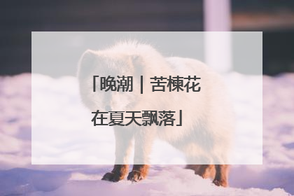 晚潮｜苦楝花在夏天飘落
