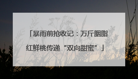暴雨前抢收记：万斤胭脂红鲜桃传递“双向甜蜜”