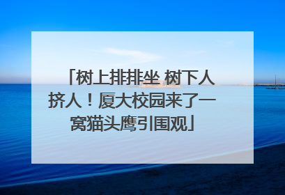 树上排排坐 树下人挤人！厦大校园来了一窝猫头鹰引围观