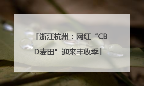 浙江杭州：网红“CBD麦田”迎来丰收季