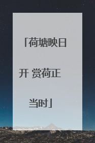 荷塘映日开 赏荷正当时