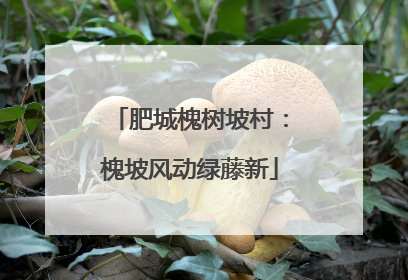 肥城槐树坡村：槐坡风动绿藤新