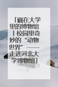 藏在大学里的博物馆丨校园里奇妙的“动物世界”——走进河北大学博物馆