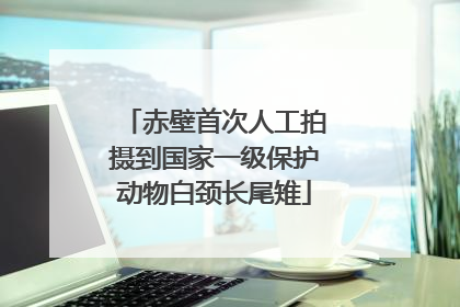 赤壁首次人工拍摄到国家一级保护动物白颈长尾雉