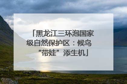 黑龙江三环泡国家级自然保护区：候鸟“带娃”添生机