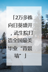 2万多株向日葵盛开，武生院打造全国最美毕业“背景墙”